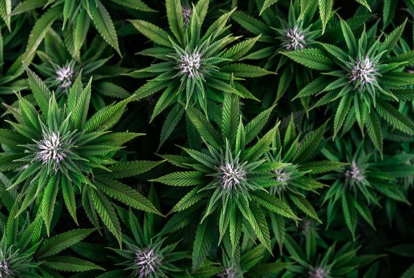 Origine du CBD